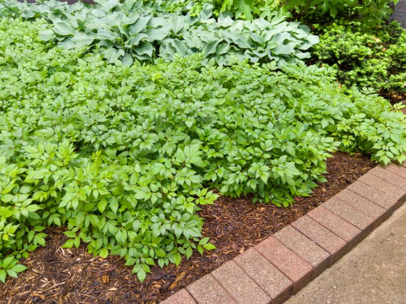 Plant Bed Edging